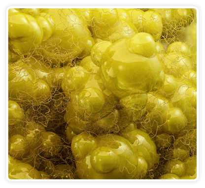 Fat burning thermogenesis process illustration